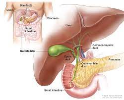 Gallbladder and liver